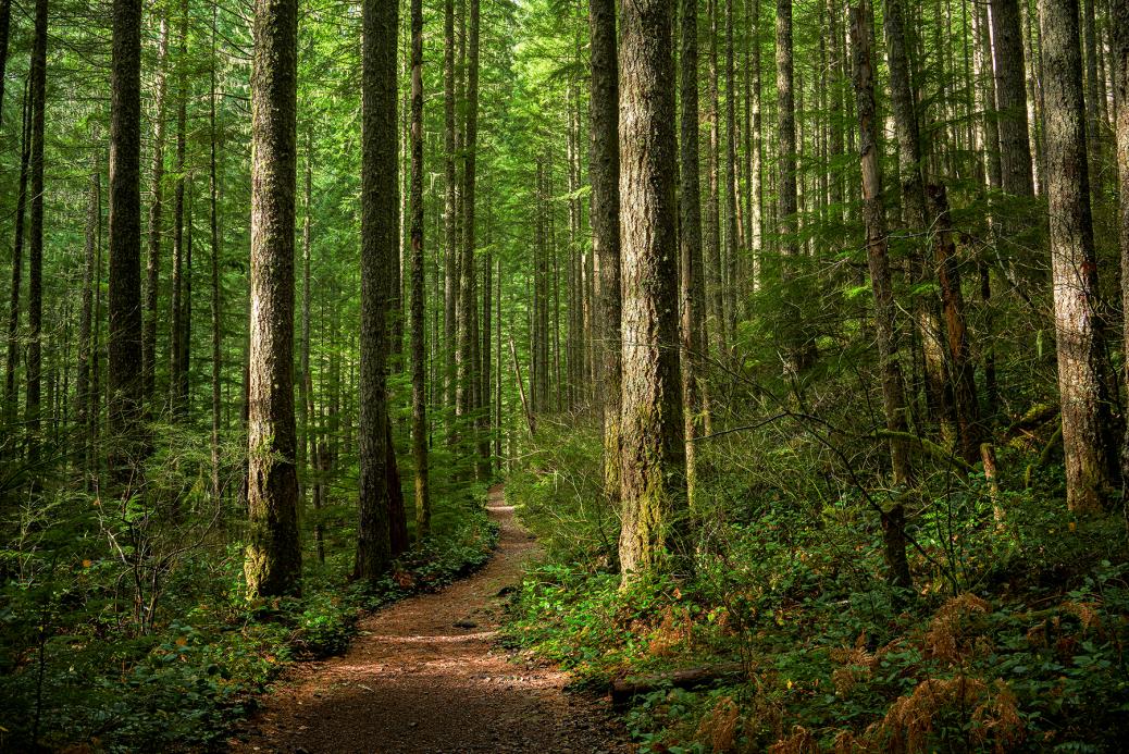 Chemin dans une forêt