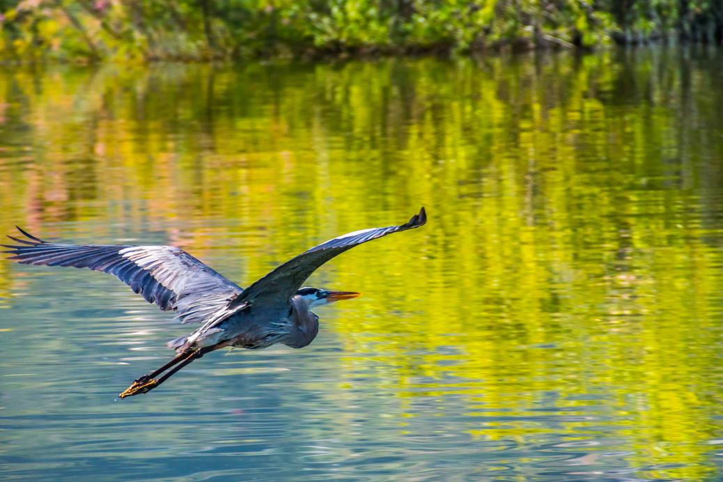 Un héron qui survole l'eau