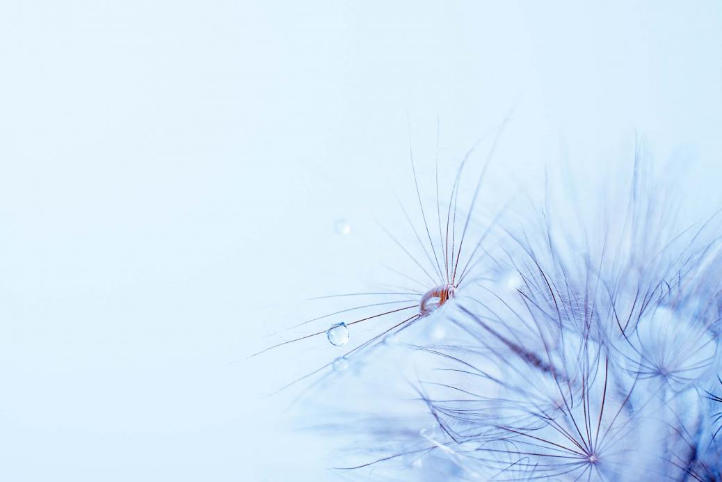 Une fleur de pissenlit, gros plan extrême avec gouttes de pluie