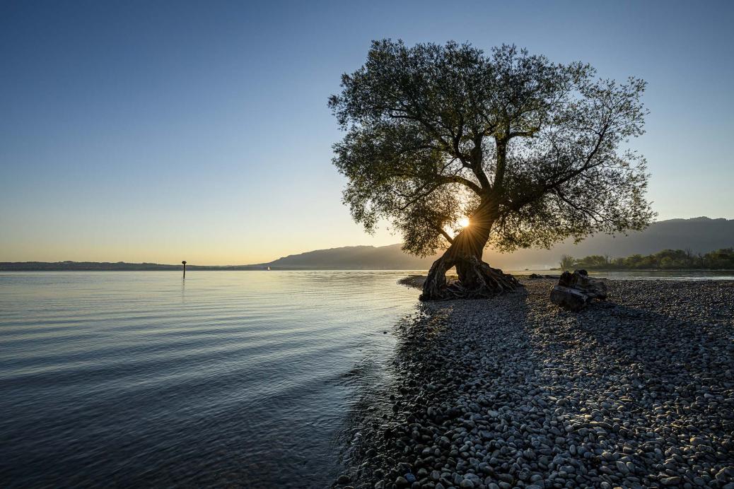 Un arbre au bord d'un lac