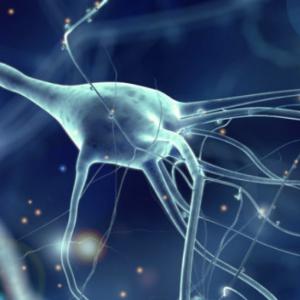 Neurons