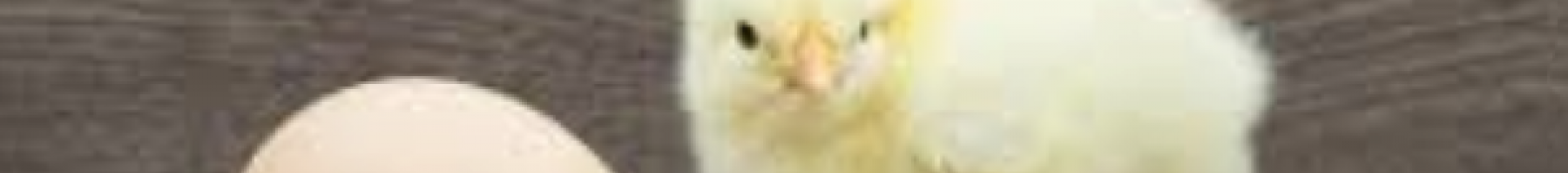 The chicken or the egg: Connections between substance use and mental health and identifying ways of getting help. Chicken with an egg