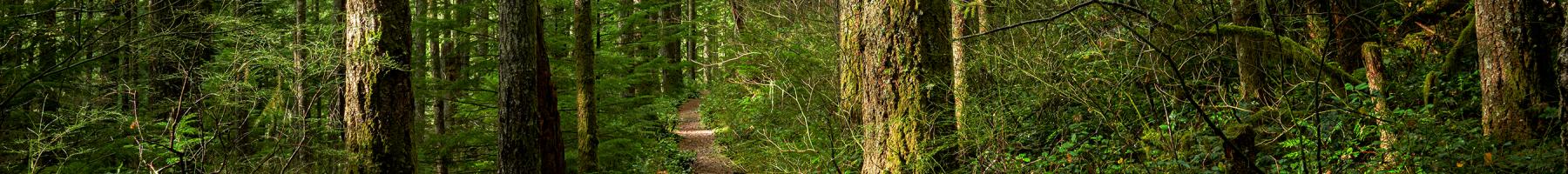 Chemin dans une forêt