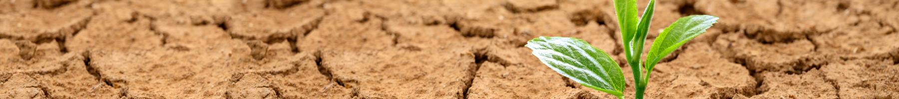 Plante poussant à travers les fissures d'un sol désertique