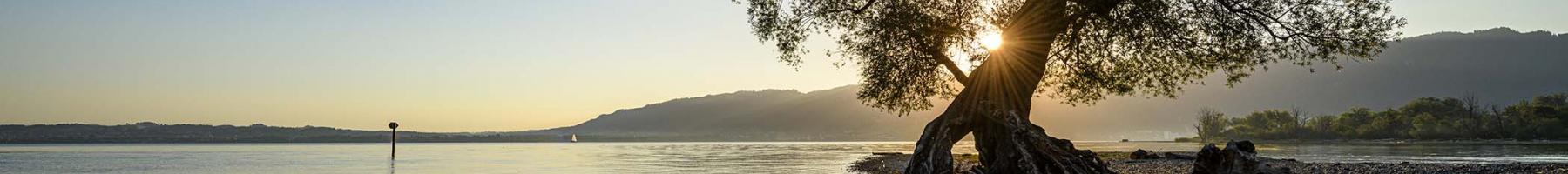 Signs and Symptoms of Psychosis Un arbre au bord d'un lac