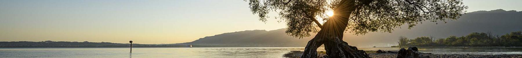 Un arbre au bord d'un lac