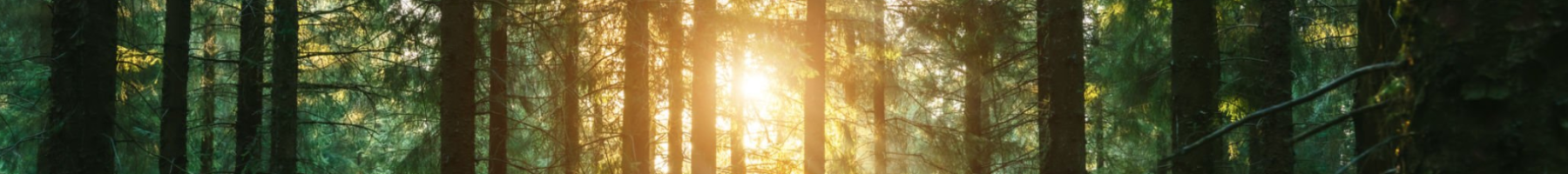 La lumière du soleil apparaissant à travers la forêt