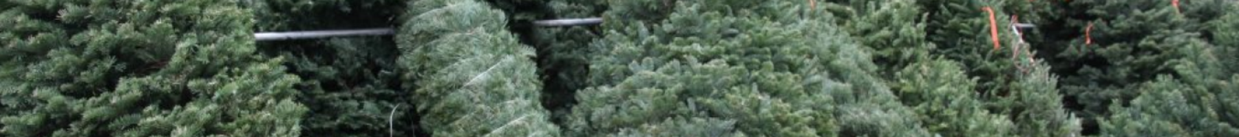 Vente de sapins de Noël Un lot de sapins de Noël