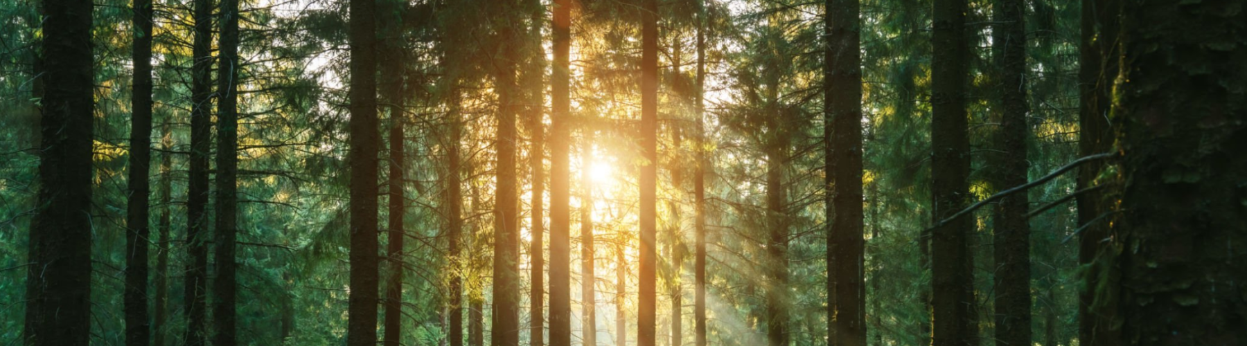 La lumière du soleil apparaissant à travers la forêt