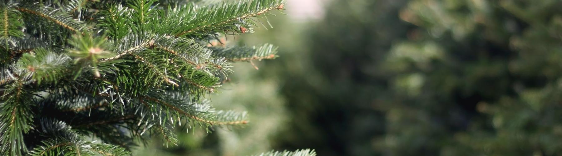 Des sapins dans le lot