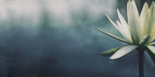 Fleur de lotus en floraison