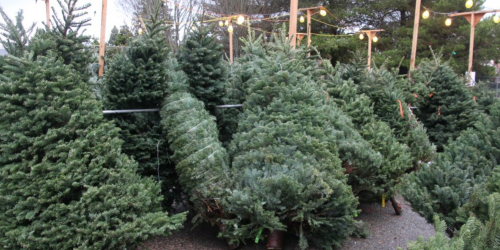 Un lot de sapins de Noël