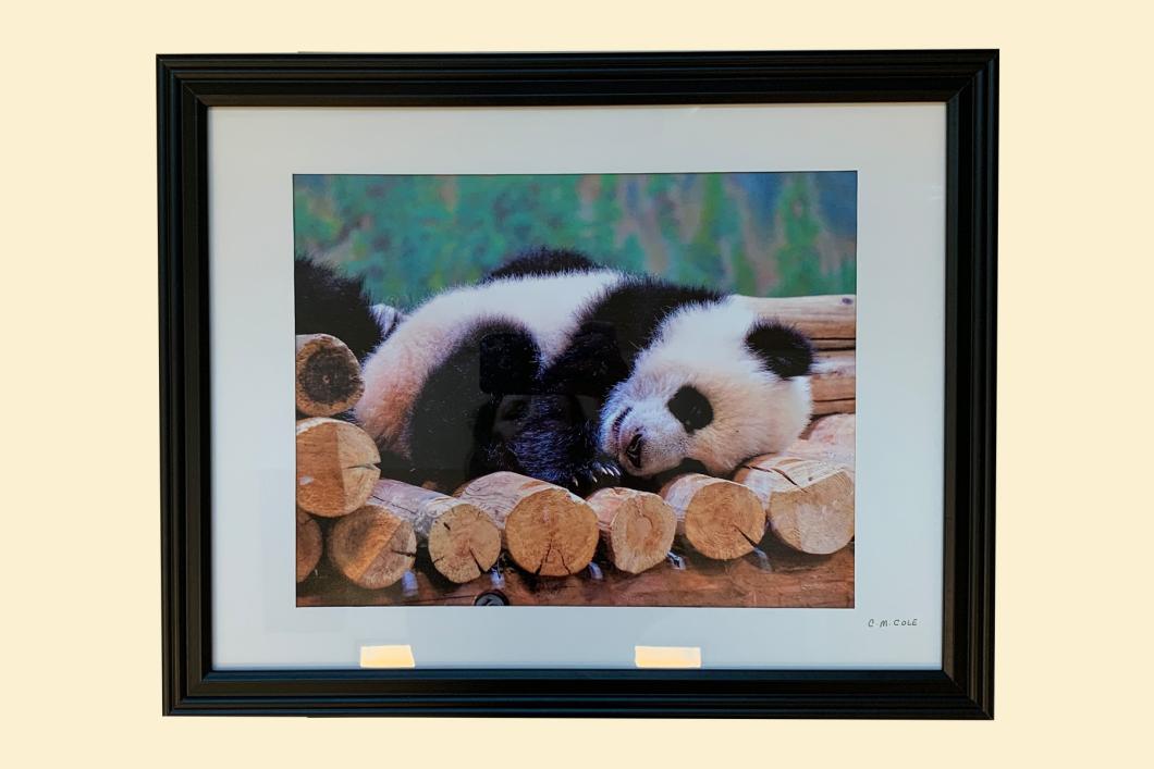 Sleepy Panda, by Caroline Cole (16” x 20”) | $145