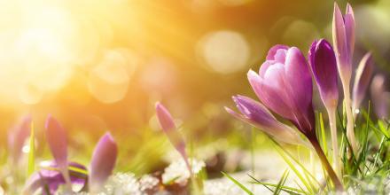 Crocus Flowers